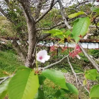 籐沢なお