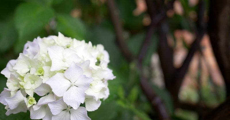 雨上がりの紫陽花 Cs Style Note