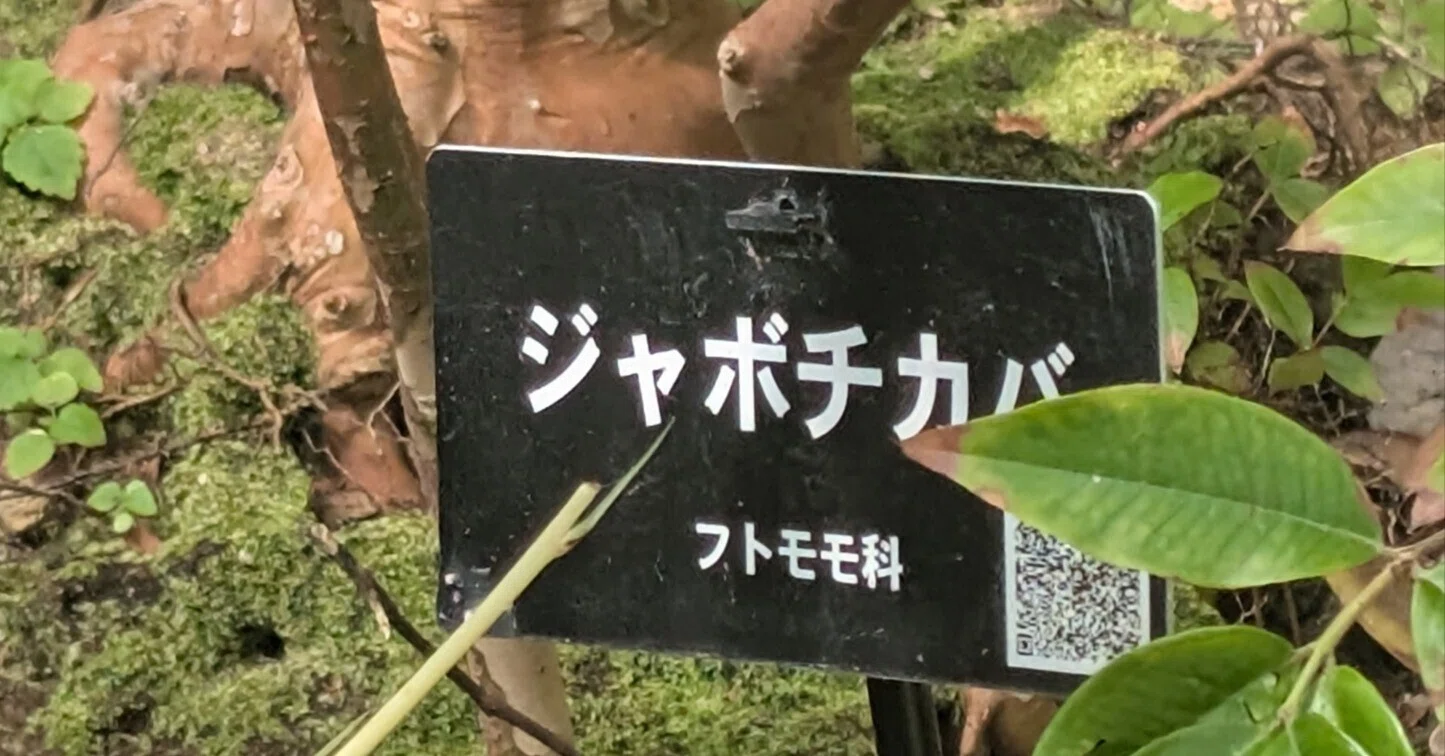 ジャボチカバの木@植物園|なみかぜ書店 ジャボチカバの木@植物園|なみかぜ書店