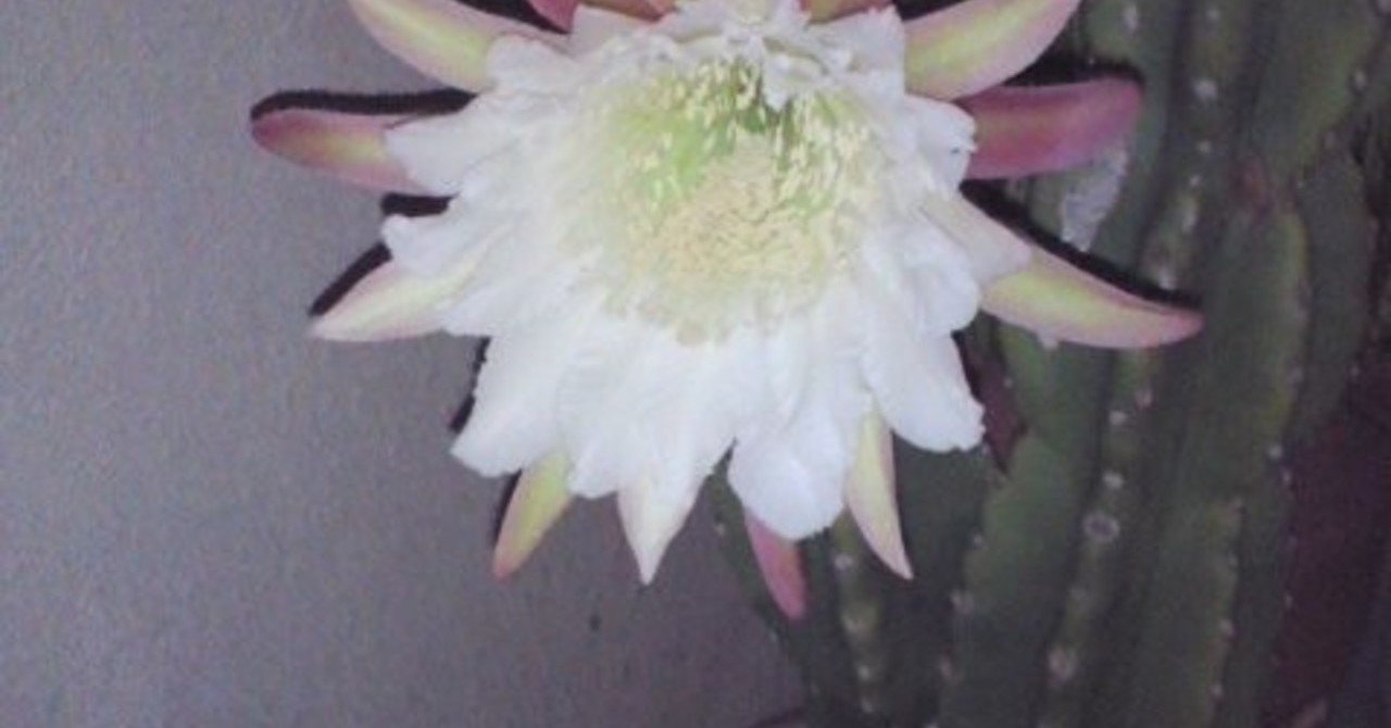 柱サボテンの花言葉は 情熱 Dandyjun Note 柱サボテンの花言葉は 情熱 Dandyjun Note