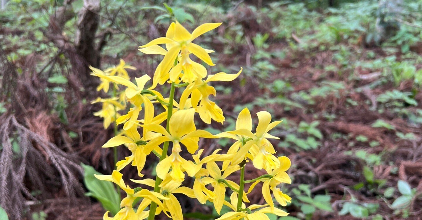 絶滅危惧植物】キエビネ｜とも|山で出会った山野草・花の名前