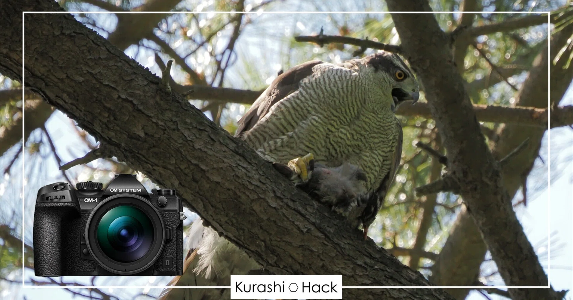 チャンスを逃さない手持ち超望遠【OM-1 Mark II + 100-400mm II 実写