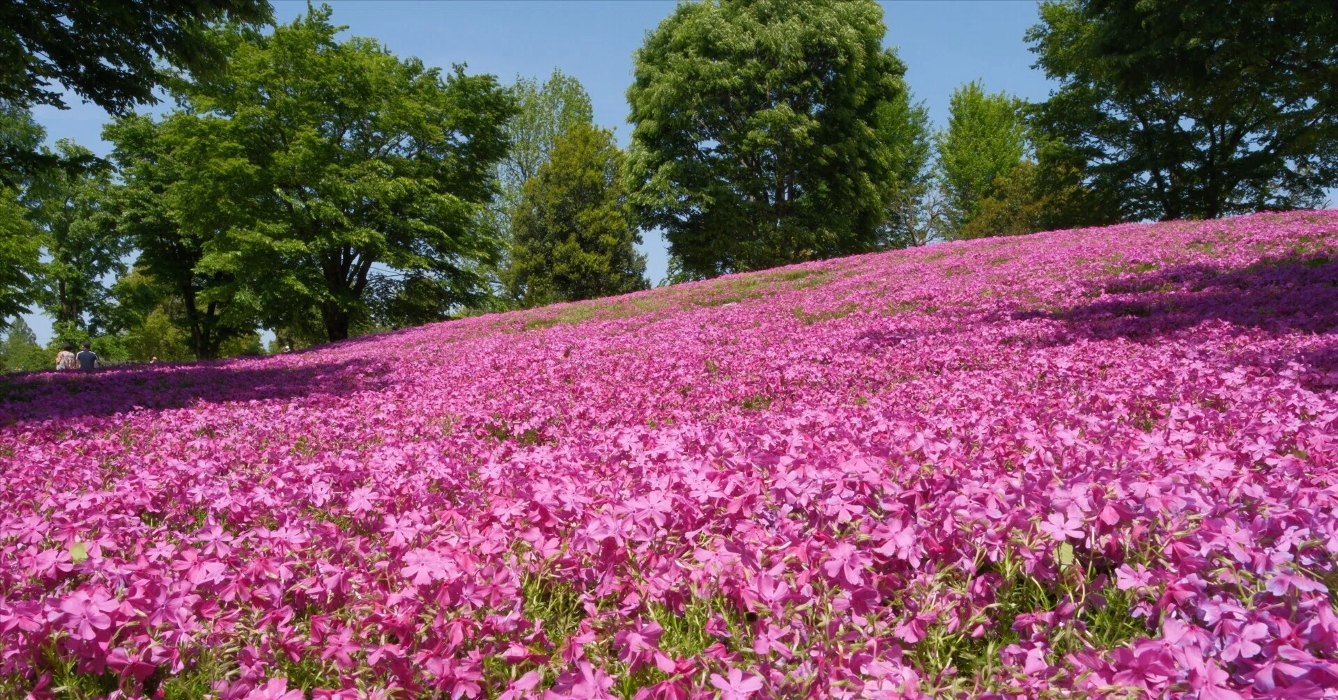 FUJIFILM X-M5で撮る富山の旅①｜桜橋