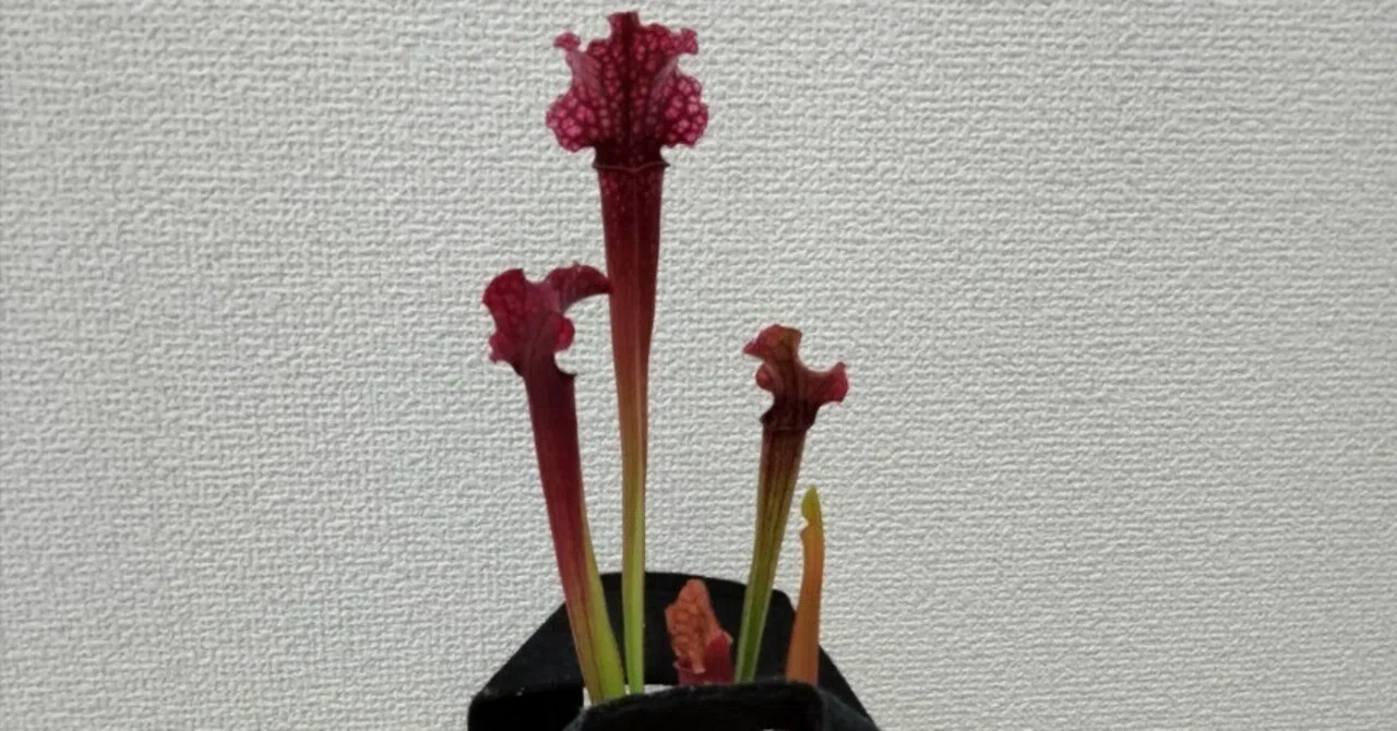 サラセニアの鉢を探して3千里｜青野いるか