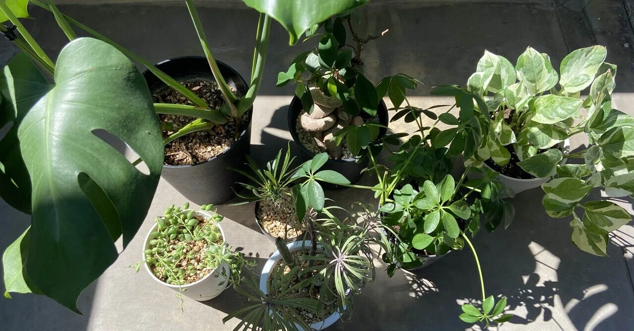 【取引中】観葉植物 ① 我が家の観葉植物と初トラブル｜たけのこ@サイドFIRE準備中