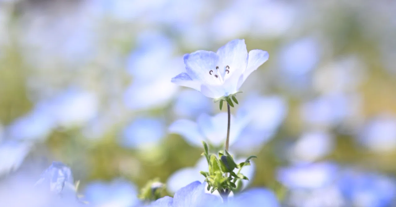 Nikon Zfcを持って新緑の山・植物園・ネモフィラ畑へ｜月宵