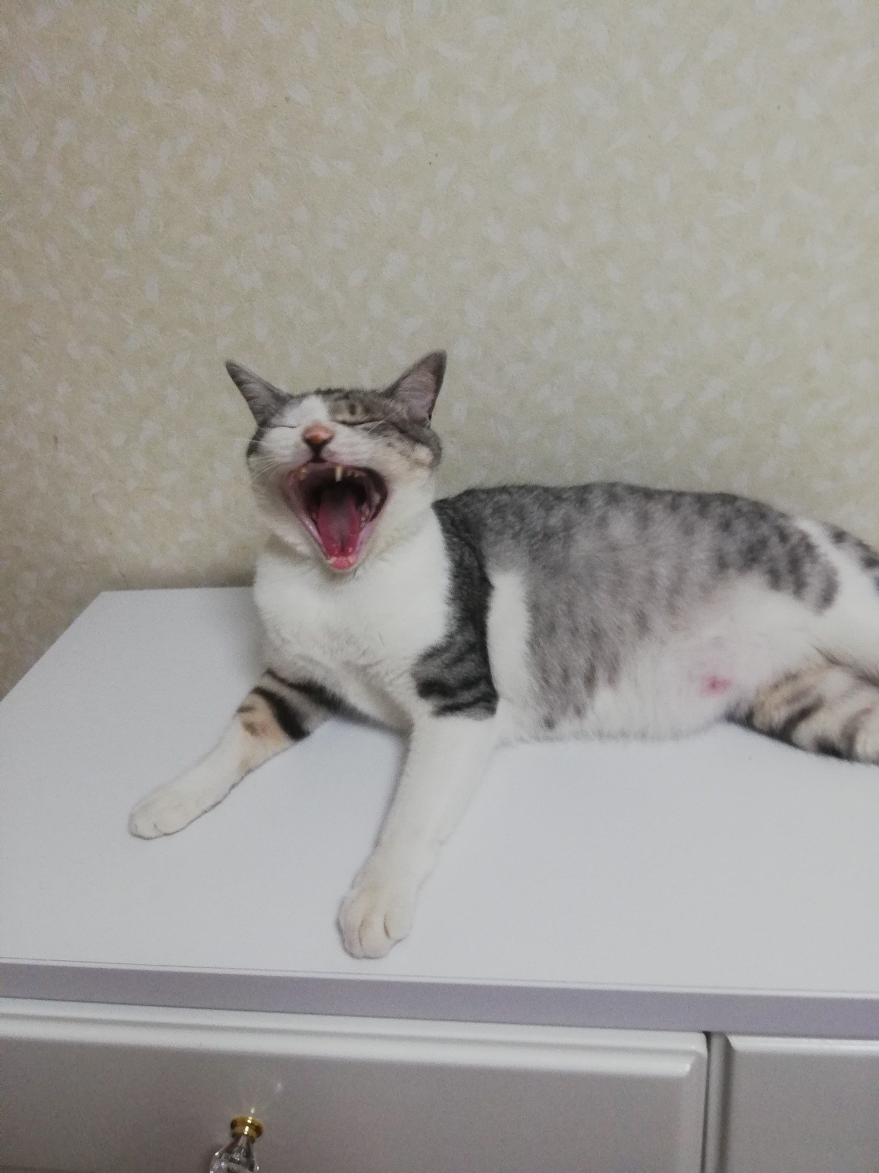 眠いよー 野良猫ひょっこりはん 丸顔 Note