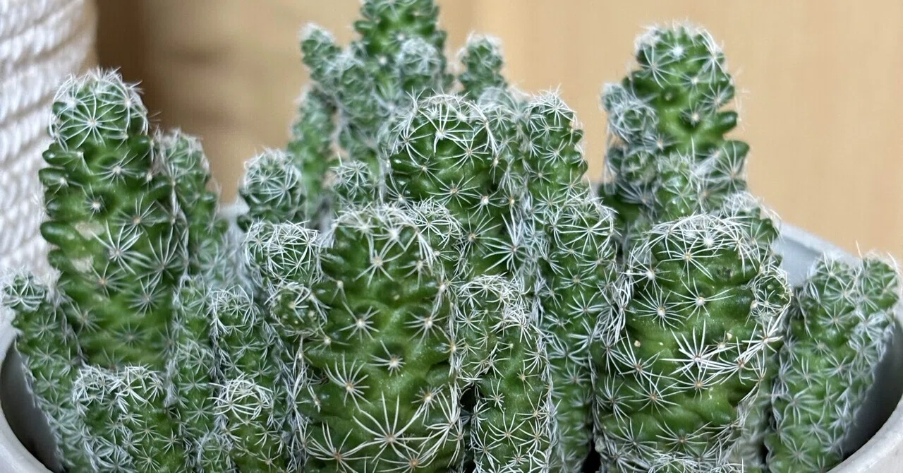 サボテンから学んだこと🌵｜武藤虹子
