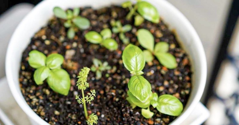 切れ端から育てたニンジンをプランターに植えてみた Shou Note