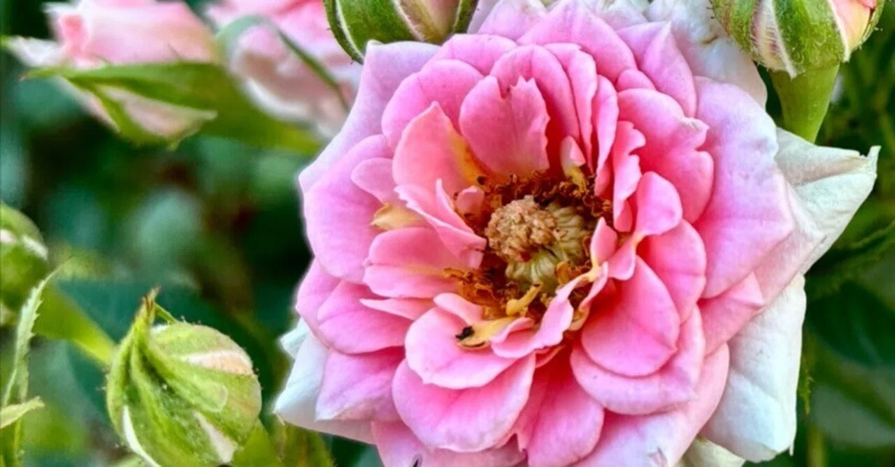 春薔薇 2026年｜アッシュ（山茶花）