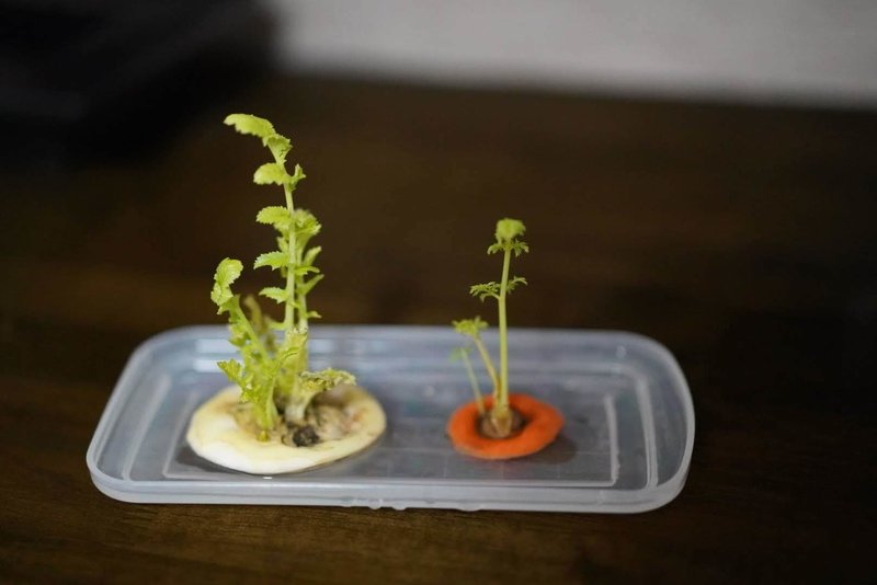 切れ端から育てたニンジンをプランターに植えてみた Shou Note 切れ端から育てたニンジンをプランターに植えてみた Shou Note