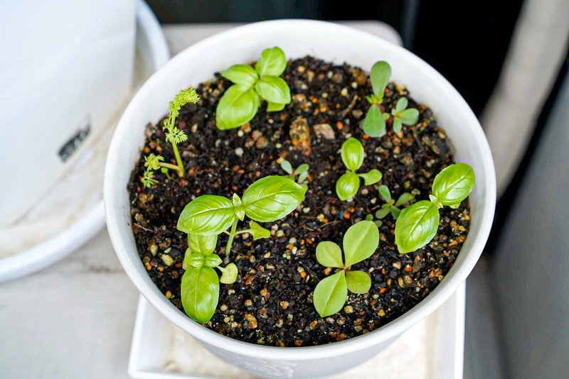 切れ端から育てたニンジンをプランターに植えてみた Shou Note