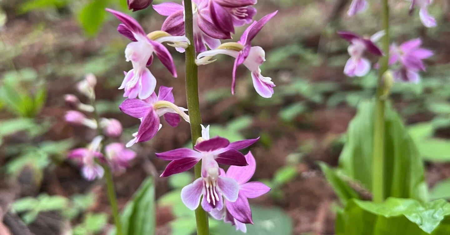 エビネ～ヒゴ・ヒゼン・コウヅ｜とも|山で出会った山野草・花の名前