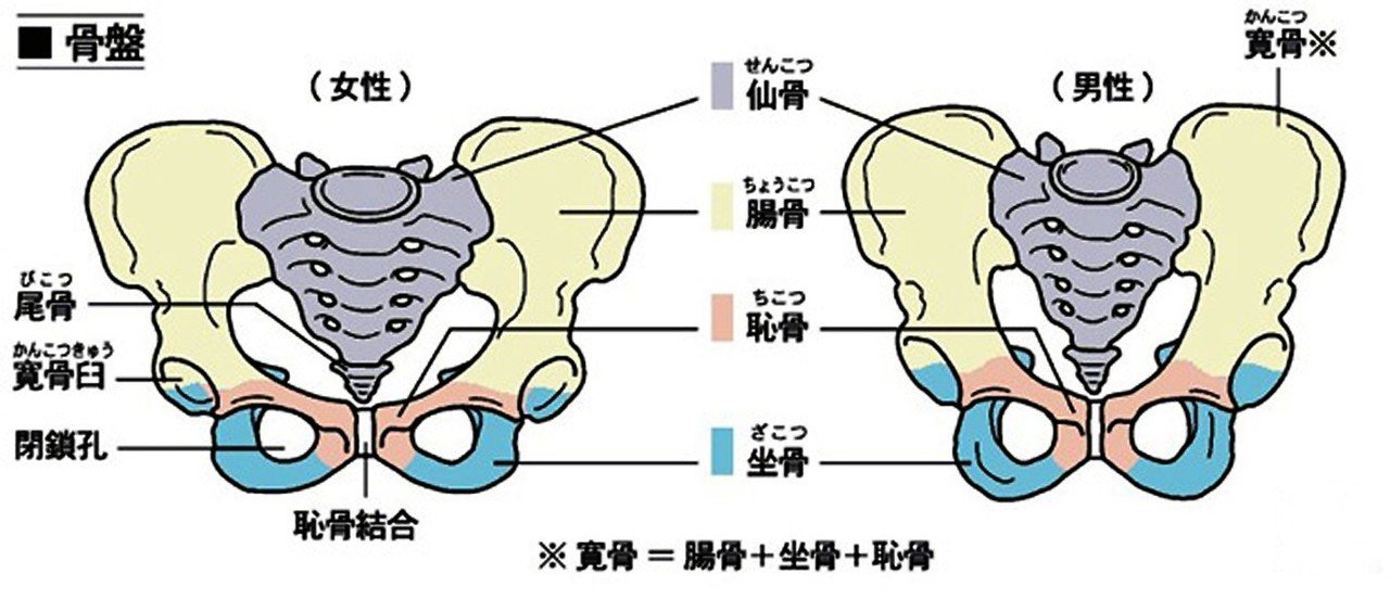 アヒル座りができない理由 西宮 ながた整体院 Note アヒル座りができない理由 西宮 ながた整体院 Note