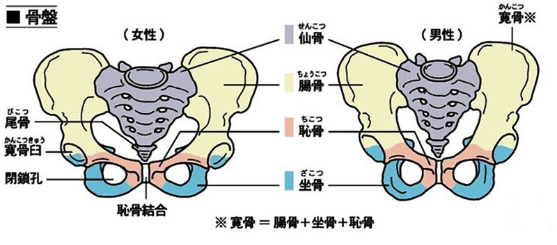 アヒル座りができない理由 西宮 ながた整体院 Note