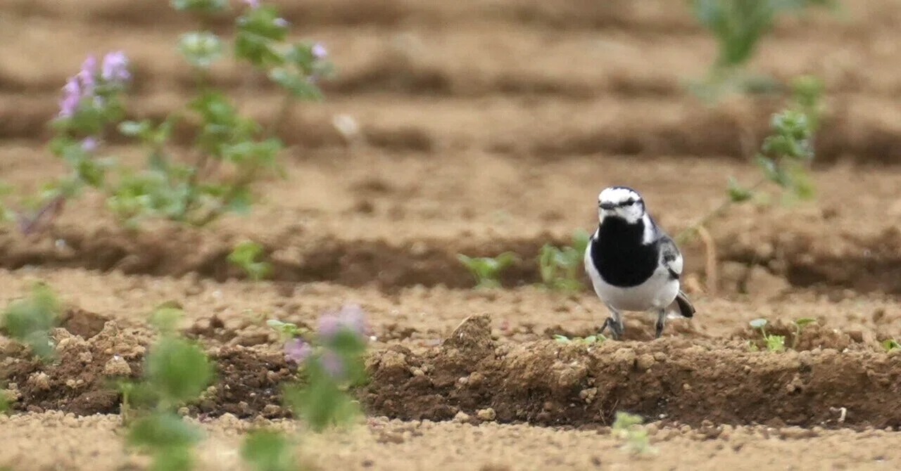 夏鳥｜ミロ