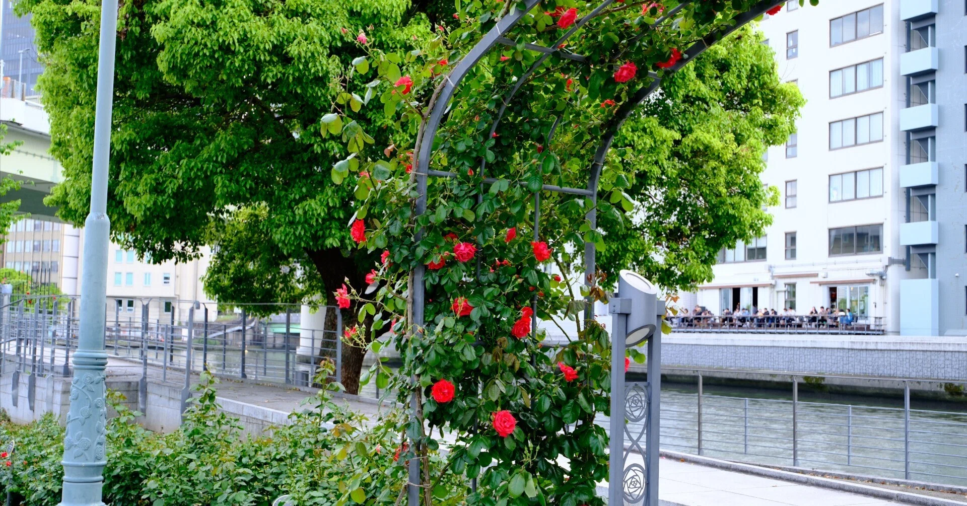 📷X-T30III × 🌹Nakanoshima Rose Garden | 🇯🇵Homura no Nami｜ぱぽ