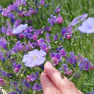 Yufu｜朝日と花と、これからの人生