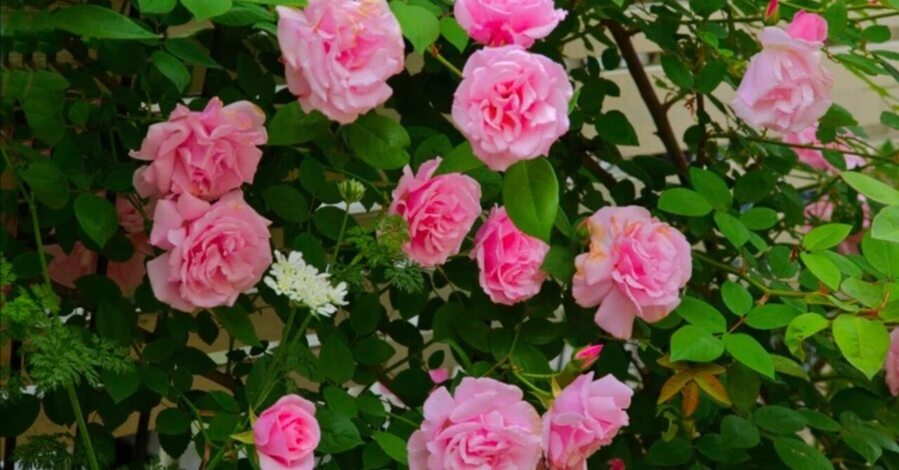 薔薇-今年は少し開花が早いようです-#38｜ted hym