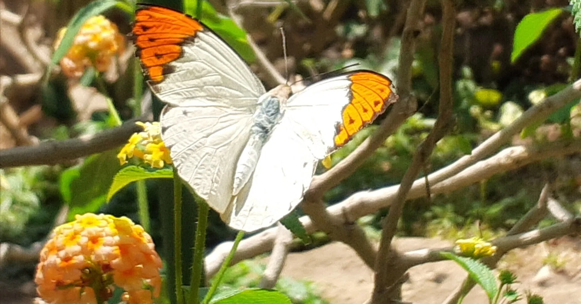 蝶 多摩動物公園｜merumama