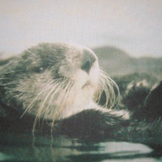 ラッコのマイちゃん とある水族館ラッコとの思い出 シマリスさん Note