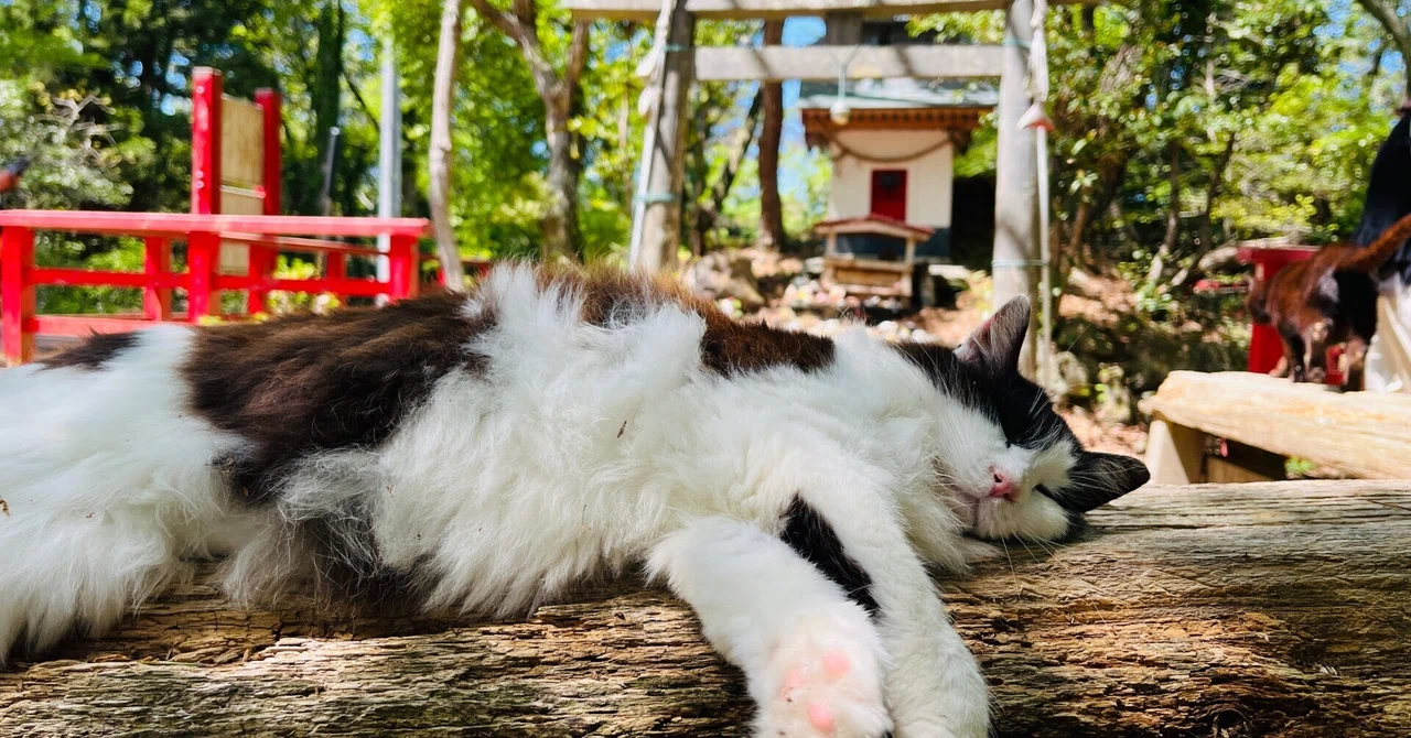 とんでもない猫エンカウント率の猫島「田代島」に行ってきました