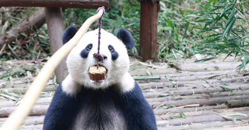 小澤メモ Hello Panda パンダのこと 小澤千一朗 Note