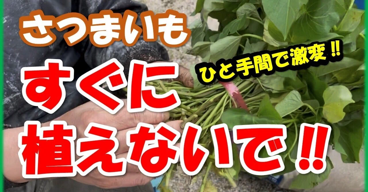 さつまいも苗 植え付け前に数日置くのが正解？失敗しない苗の扱い