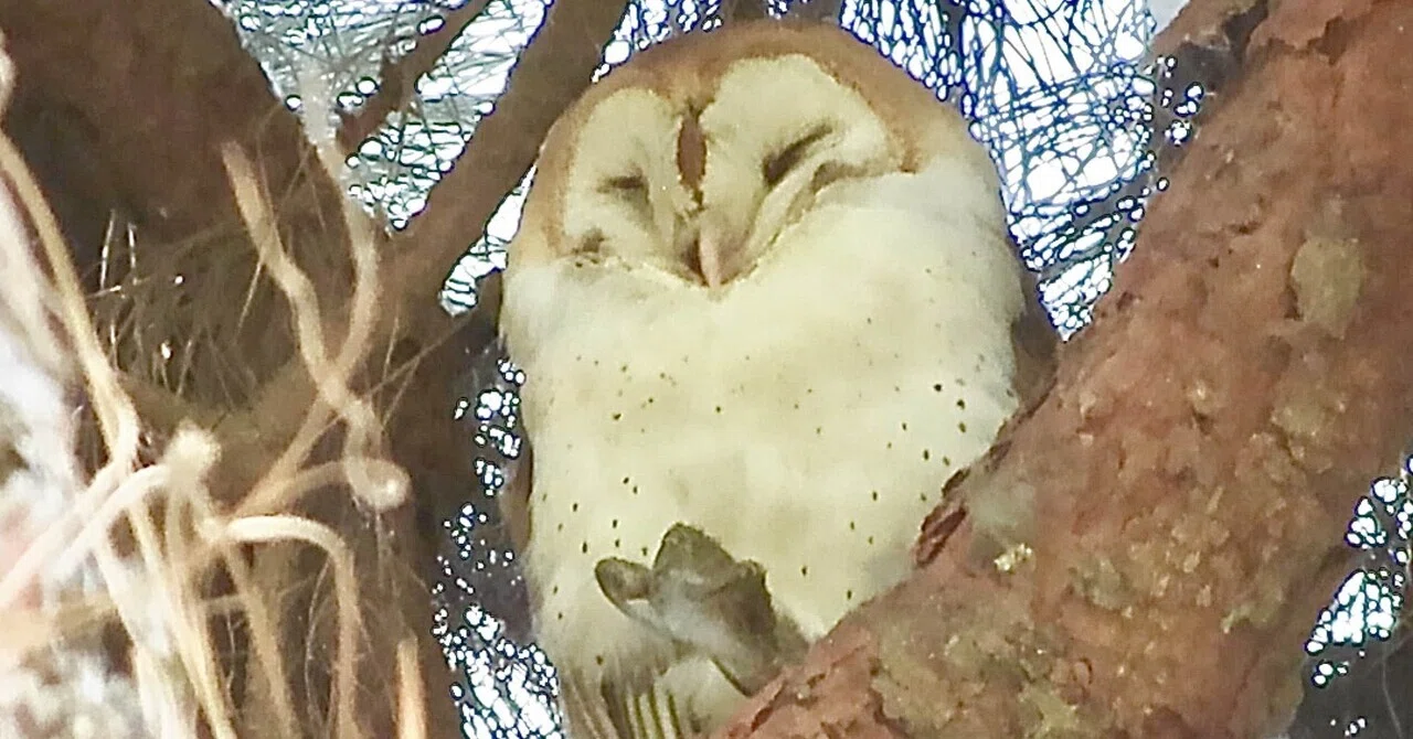 すやすや眠る。Barn Owl（メンフクロウ）という妖精｜befh??@好きな 
