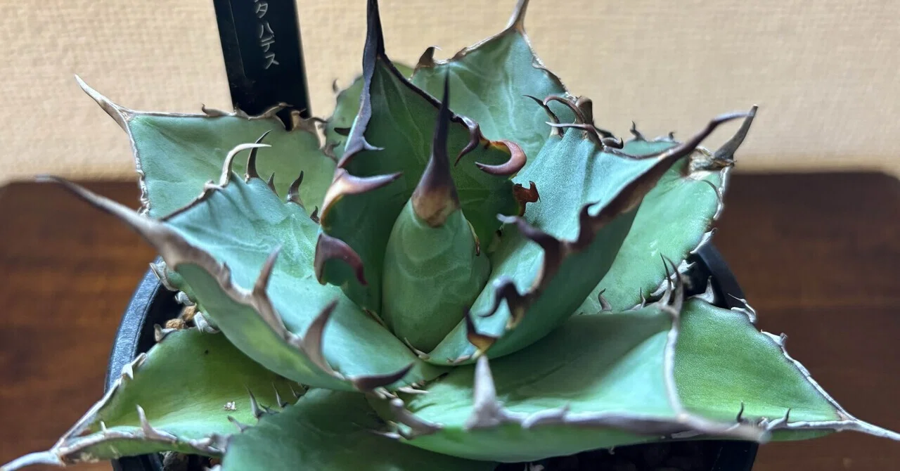 Living with Green #7 | Agave titanota 'Hades'｜Xīng Journal ｜ A