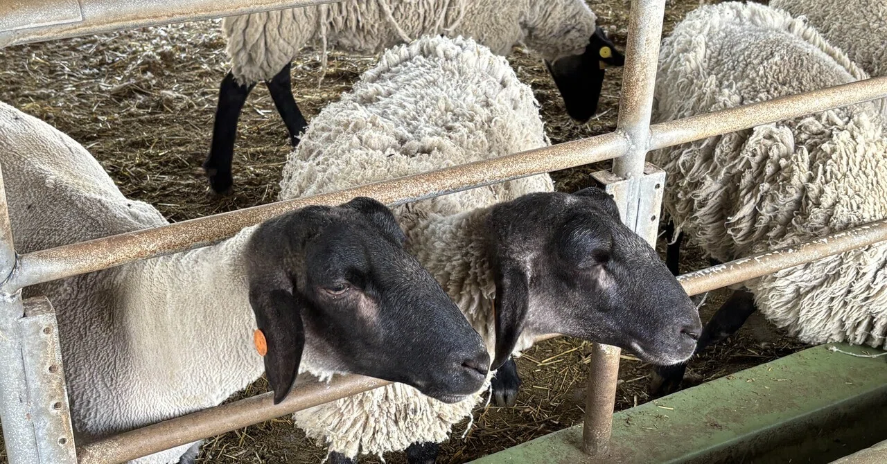 高千穂牧場へ行ってきた。ヒツジやヤギに秒でエサを奪われた悲しみ｜あだち