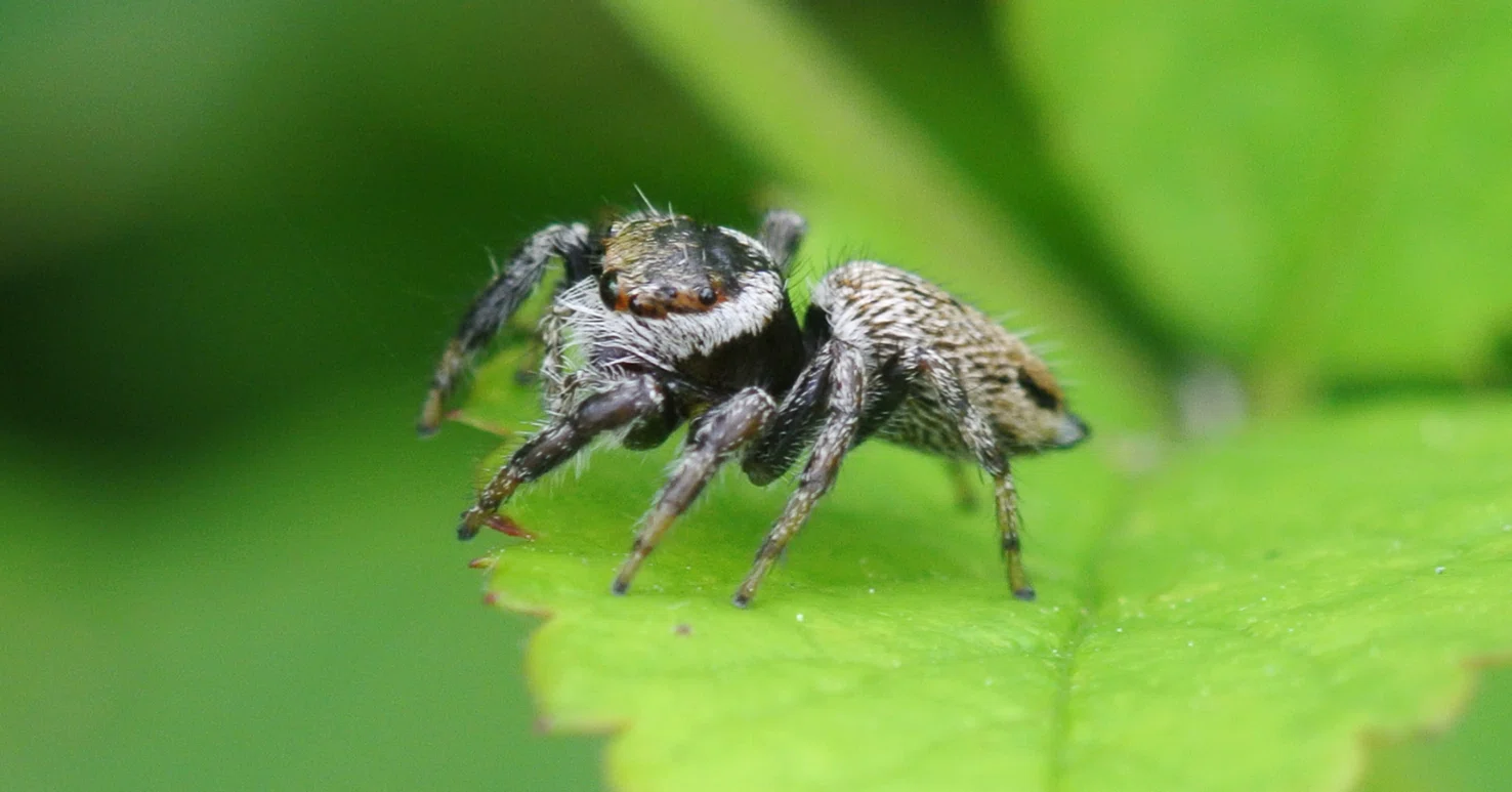 Evarcha albaria (Female)｜INSETTO