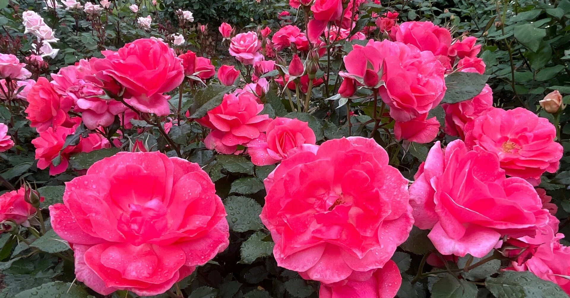 ペルニール・ポールセン（京都府立植物園）：2026年4月29日（水