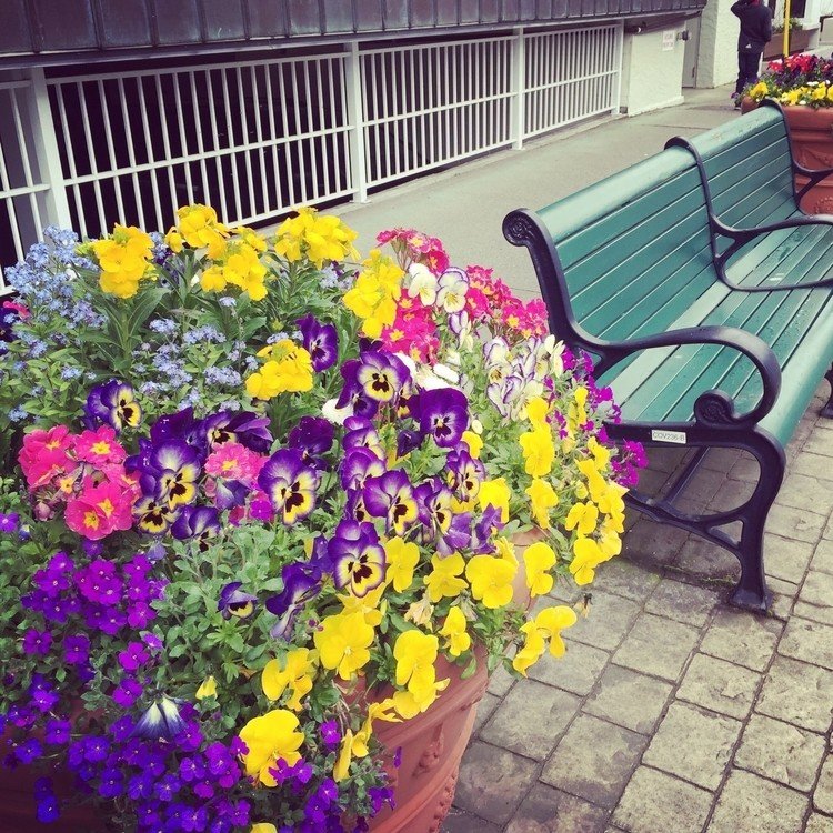 ダウンタウンのベンチ沿いには大きな花壇が。