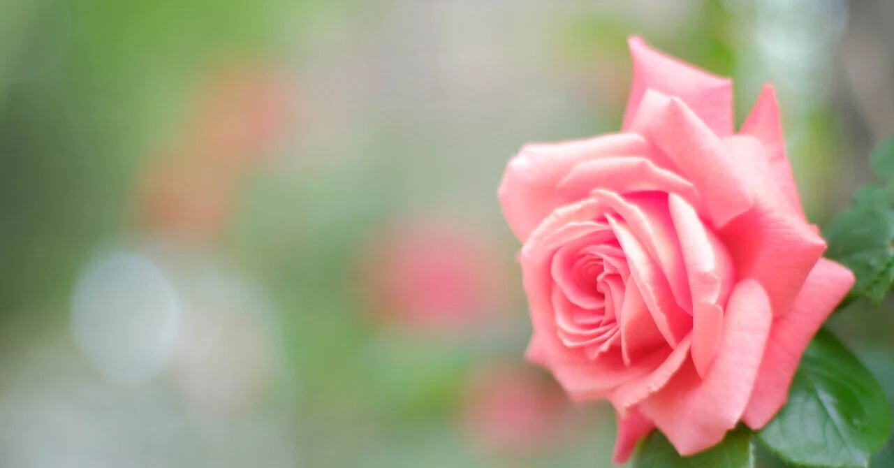 オールドレンズで薔薇｜あ〜さ☆