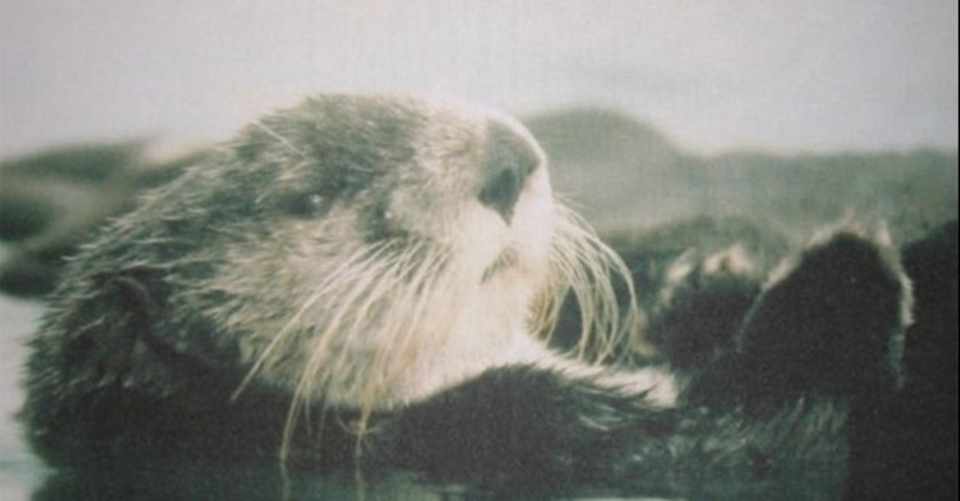 ラッコのマイちゃん とある水族館ラッコとの思い出 シマリスさん Note