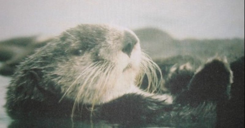 ラッコのマイちゃん とある水族館ラッコとの思い出 シマリスさん Note