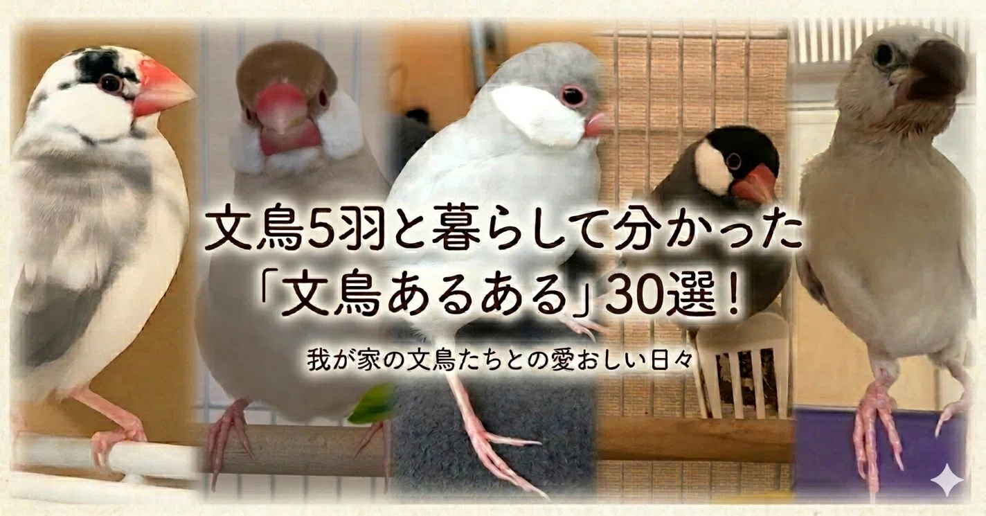 文鳥5羽が教えてくれた、愛おしすぎる「文鳥あるある」30選｜こっば