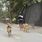 ポンチャーイ・ペンラック