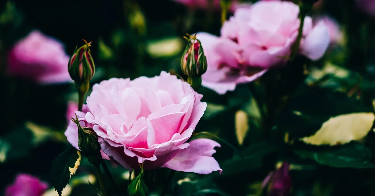写真】薔薇の咲く季節が戻る｜どいしゅんすけ