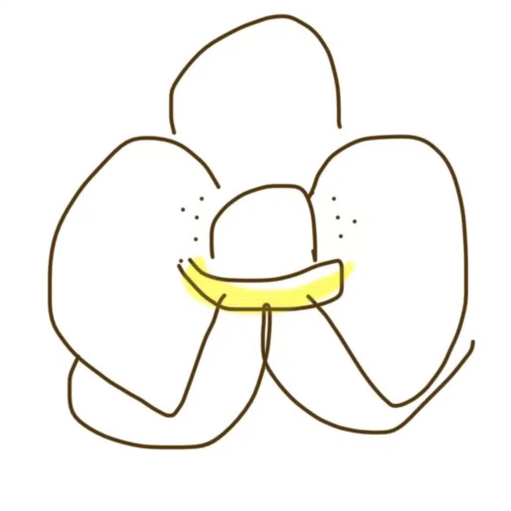 Orchidia
