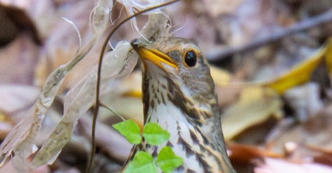 【レア】ツグミたちの荒野 スーパーレアな野鳥を撮ったかも。知らんけど｜もみじ卍ゅう│カメラと