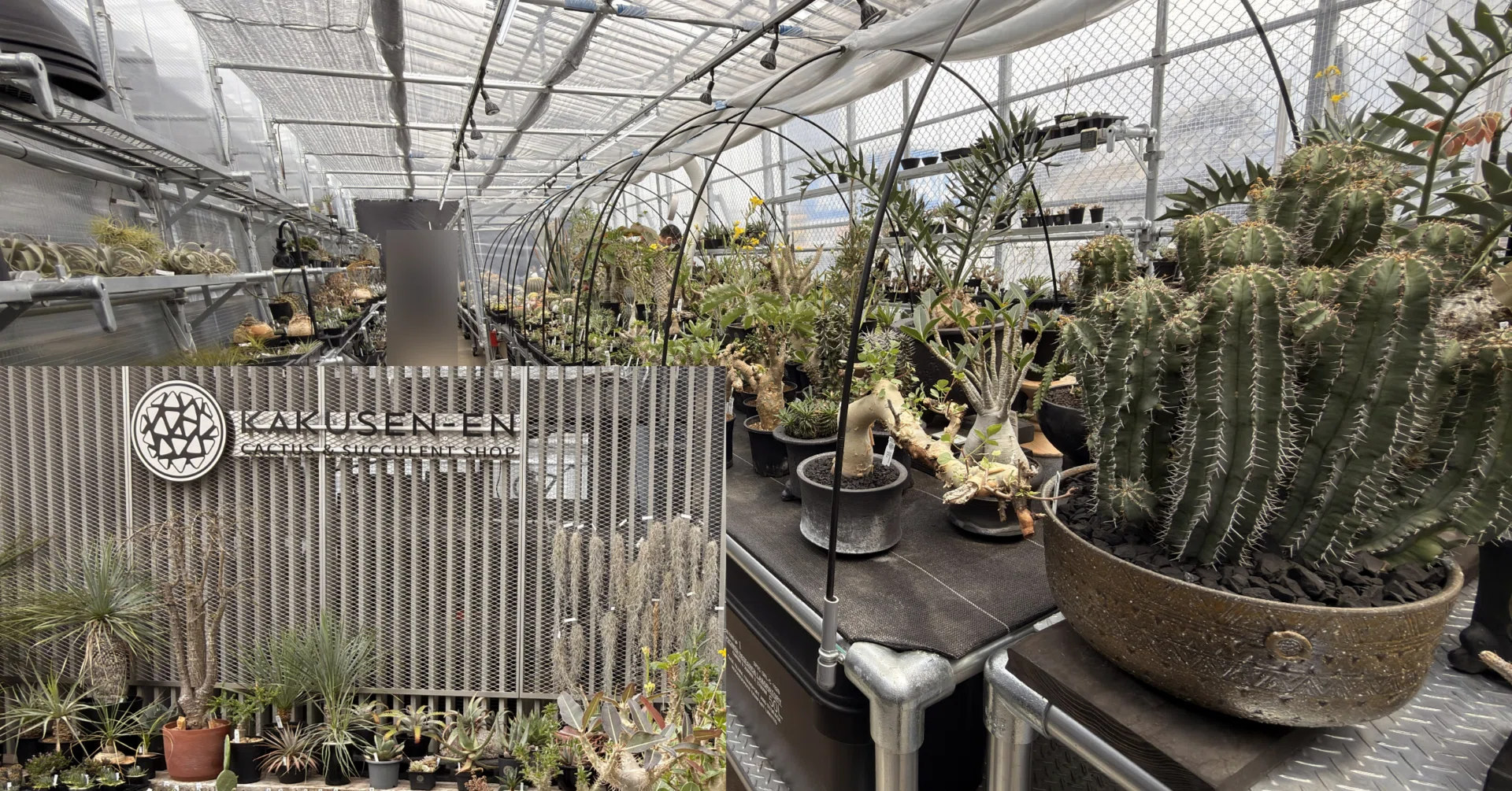 池袋の鶴仙園に行ってきた。サボテンと塊根植物の密度が想像以上でした