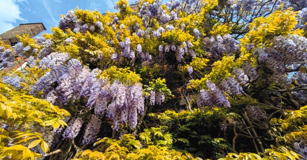 レンガ壁に咲く藤の花：イギリスの藤の歴史｜みに@イングランド