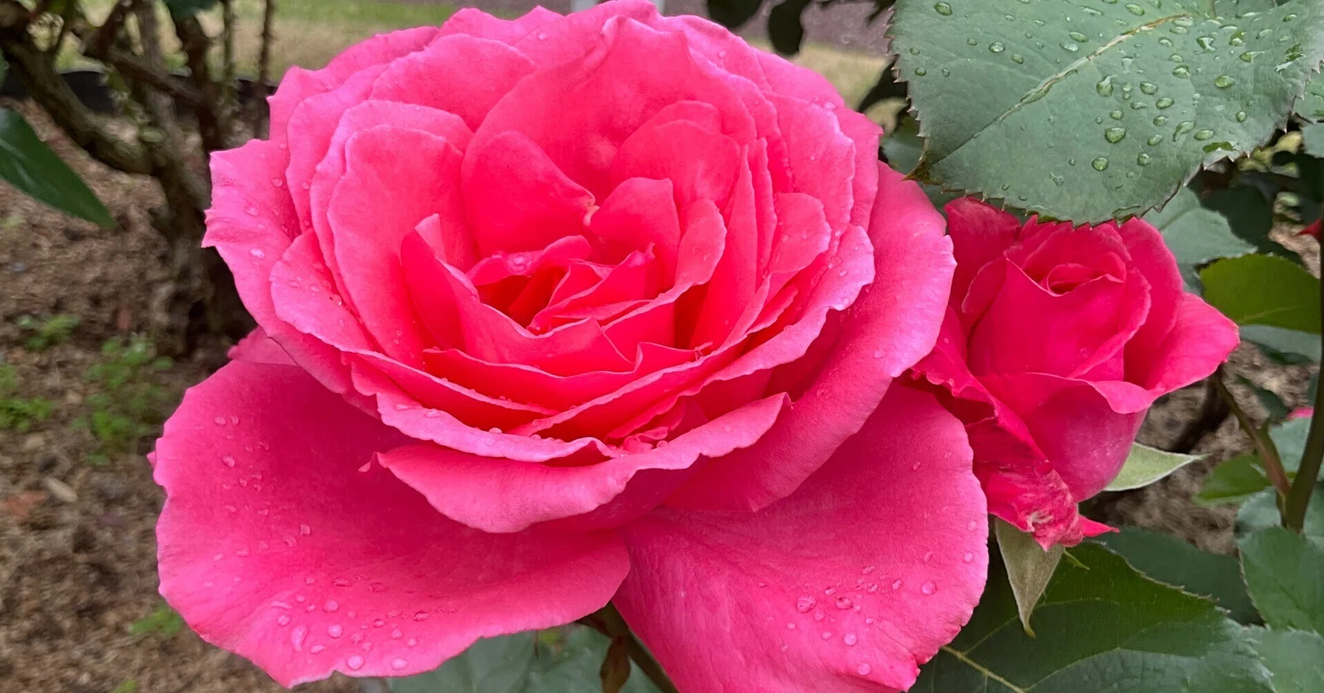 芳純（京都府立植物園）：2026年5月8日（金）｜藤井秀昭（『京都居候