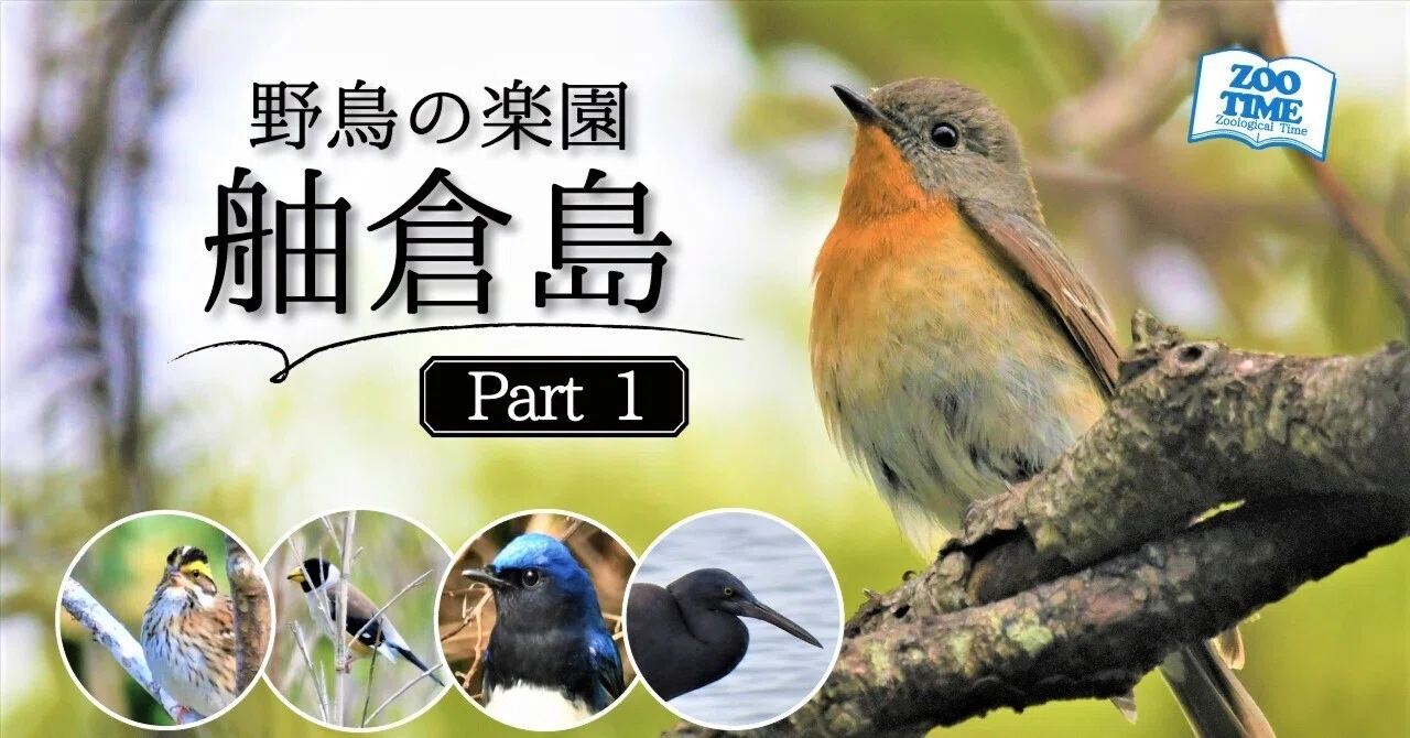 前編】野鳥の楽園・舳倉島。珍鳥たちが魅せた一瞬の輝きを追う｜藤井