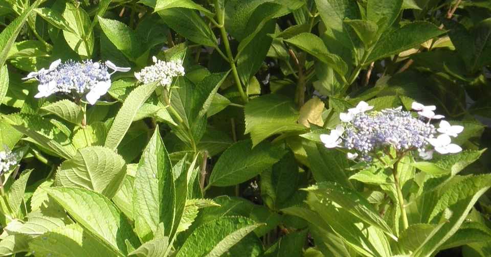 紫陽花の詩 うた E V ジュニア Note