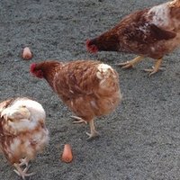 日本人はペンギンが大好き しゅぎもん Note 日本人はペンギンが大好き しゅぎもん Note