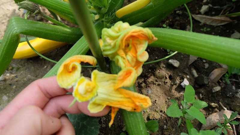 ズッキーニの受粉 05 30 06 02 畑野 菜実 Note