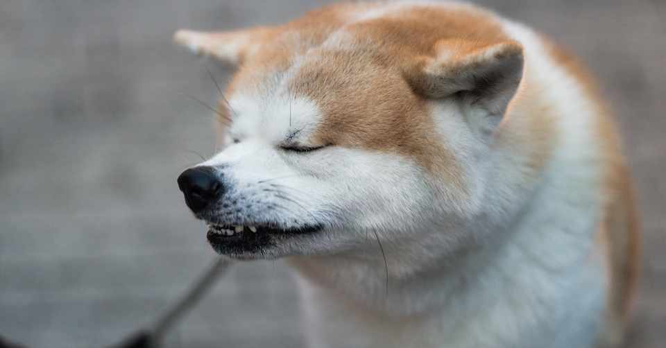 今日のまーし 21 番犬 まーしの漫談 Note